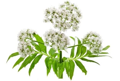 Cardiol enthält Valeriana officinalis